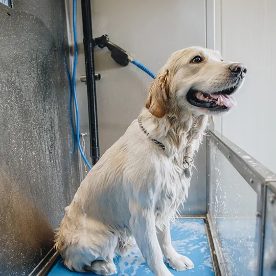 Hond in de dogwash van Pro Carwash Epe